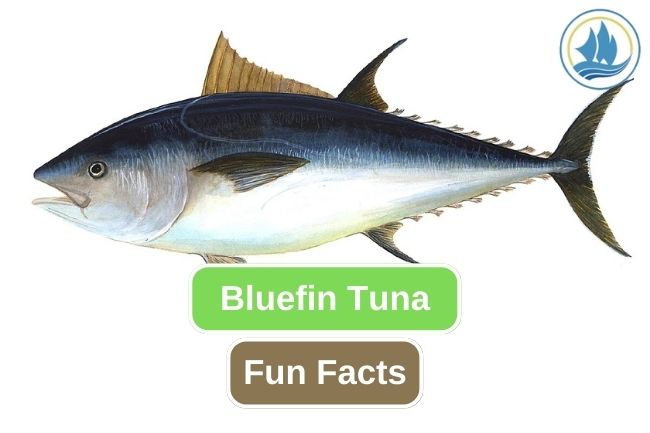Get to know about 10 Fun Facts of Bluefin Tuna 